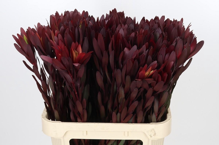 <h4>Leucadendron Saf Sunset Dark R.</h4>