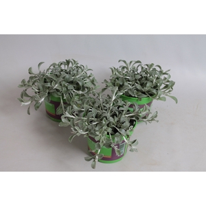 Helichrysum petiolare Moes Silver