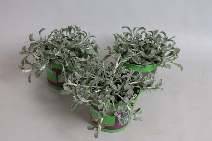 <h4>Helichrysum petiolare Moes Silver</h4>