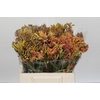 Anigozanthos Bush Blitz