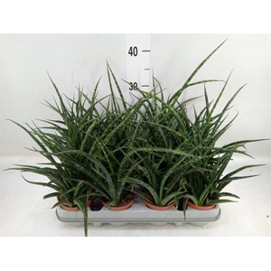 Sansevieria  'Fernwood'