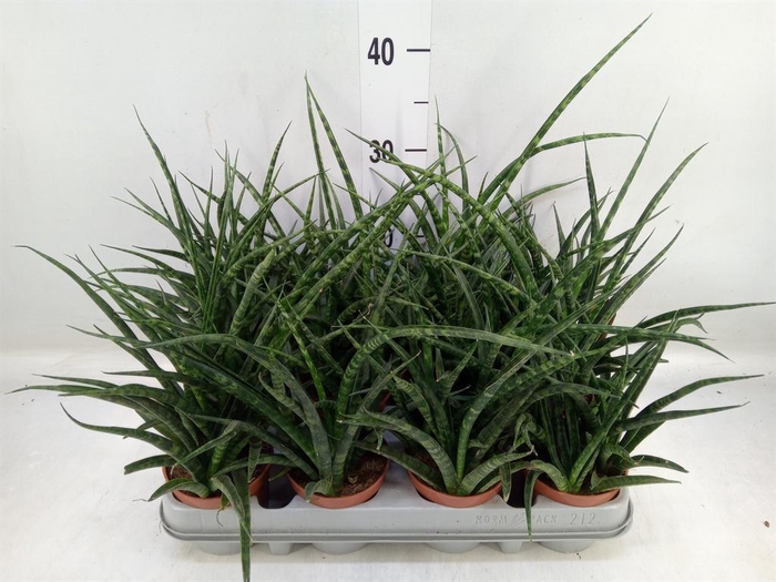 <h4>Sansevieria 'Fernwood'</h4>