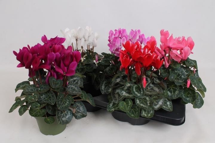 <h4>CYCL MD SUP MACRO</h4>