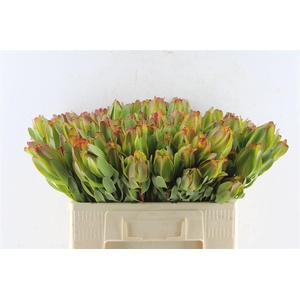 Leucad Laurel Yellow
