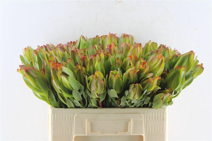 <h4>Leucad Laurel Yellow</h4>