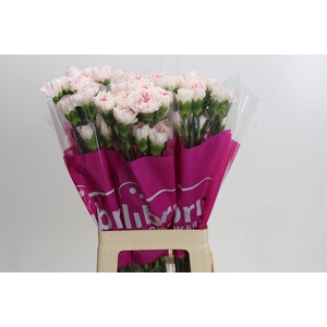 Dianthus St Yukari Cherry