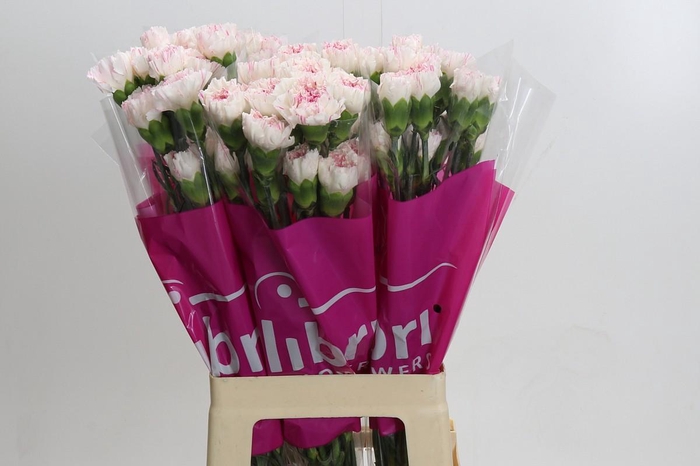 Dianthus St Yukari Cherry