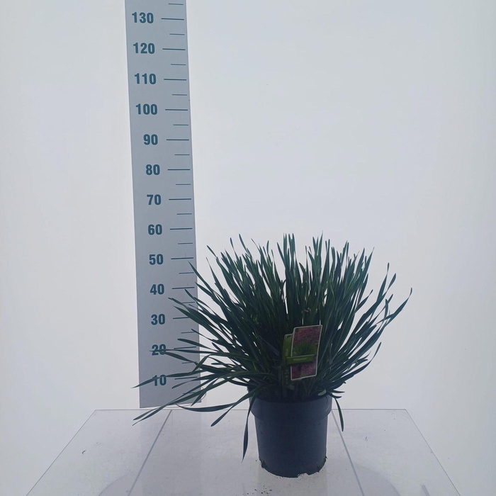 <h4>Allium Millenium</h4>