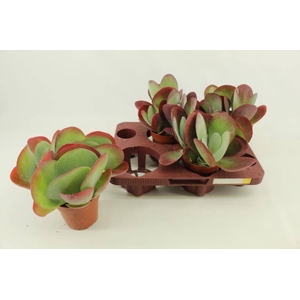 KALANCHOE THYRSIFL