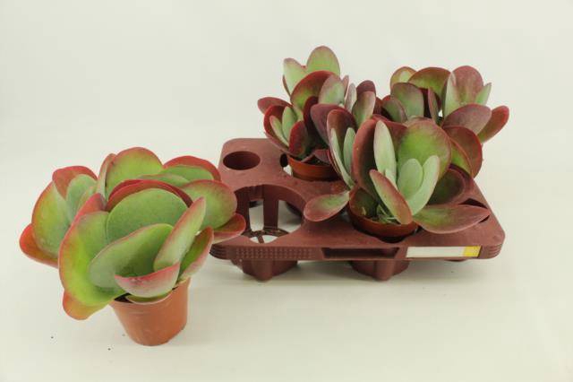 <h4>KALANCHOE THYRSIFL</h4>