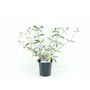 Buddleja dav. Empire Blue