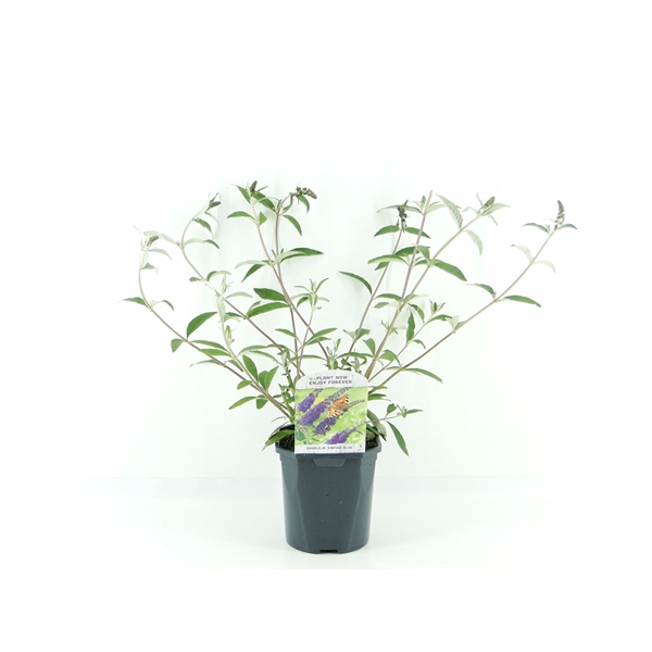 <h4>Buddleja dav. Empire Blue</h4>