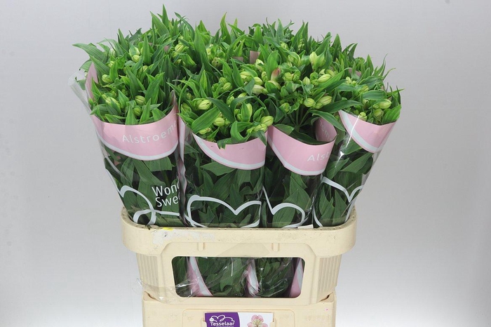 <h4>Alstro Wonder Sweet</h4>