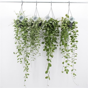 Dischidia Imbricata Mix Hang