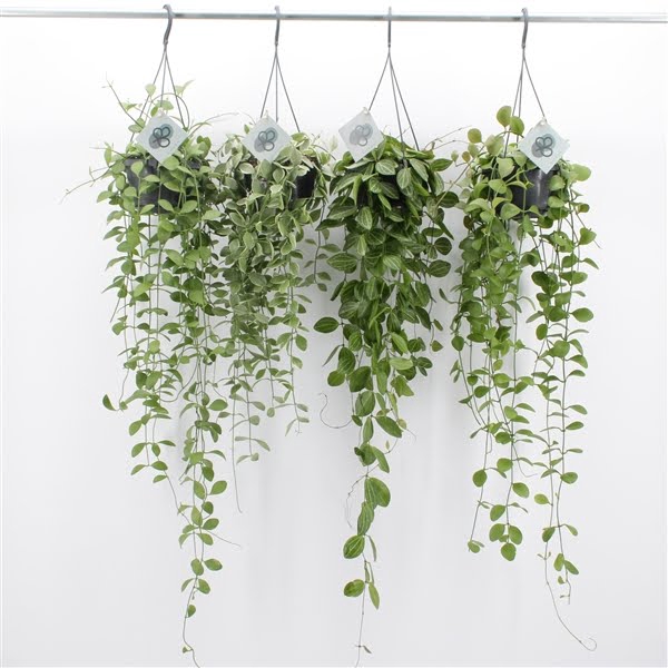 <h4>Dischidia Imbricata Mix Hang</h4>