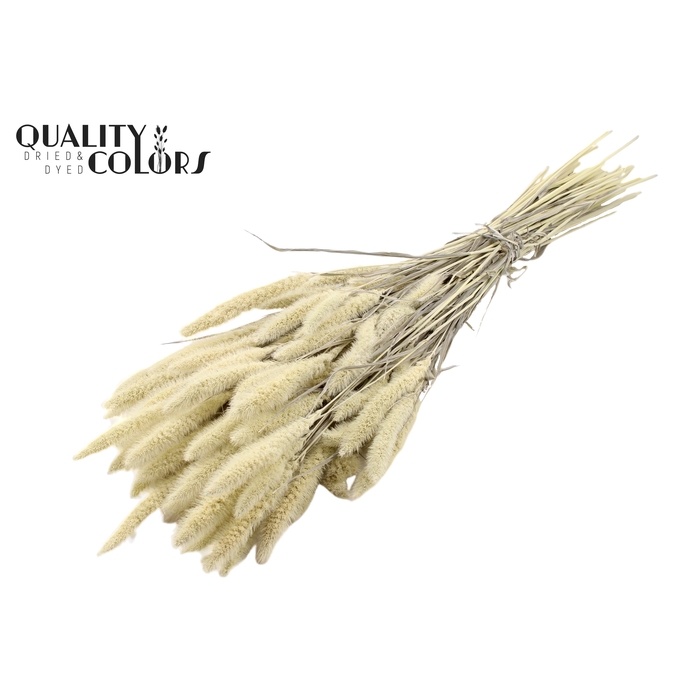 <h4>Setaria per bunch Bleached</h4>