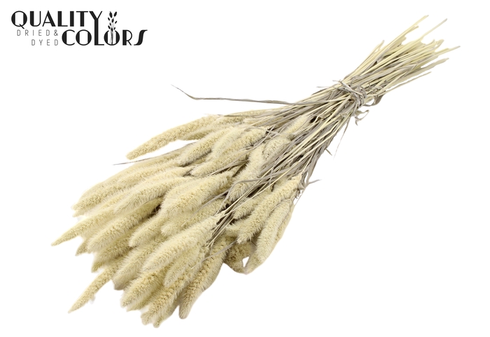 Setaria per bunch Bleached