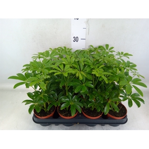 Schefflera arbor. 'Luseana'