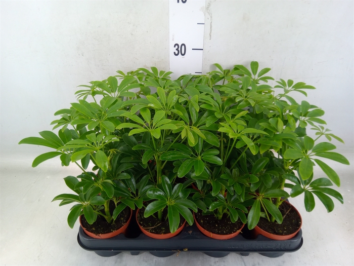 <h4>Schefflera arbor. 'Luseana'</h4>