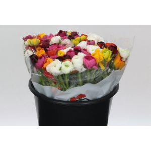 Ran Eleg Mix Rainbow