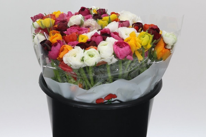 <h4>Ran Elegance Mix Rainbow</h4>