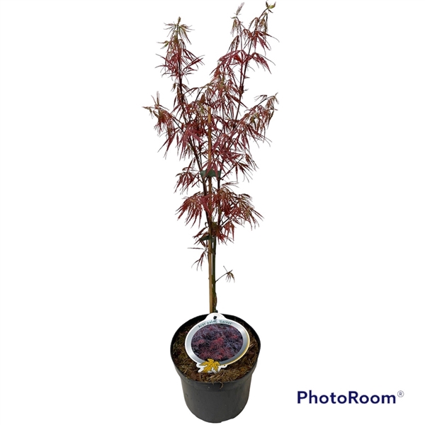 <h4>Acer pal. 'Garnet' 30-40 P19</h4>