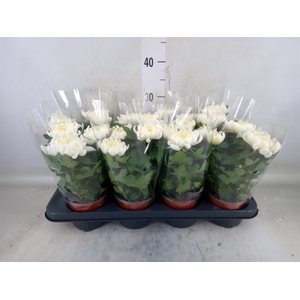 Chrysanthemum  'Cosmo White'