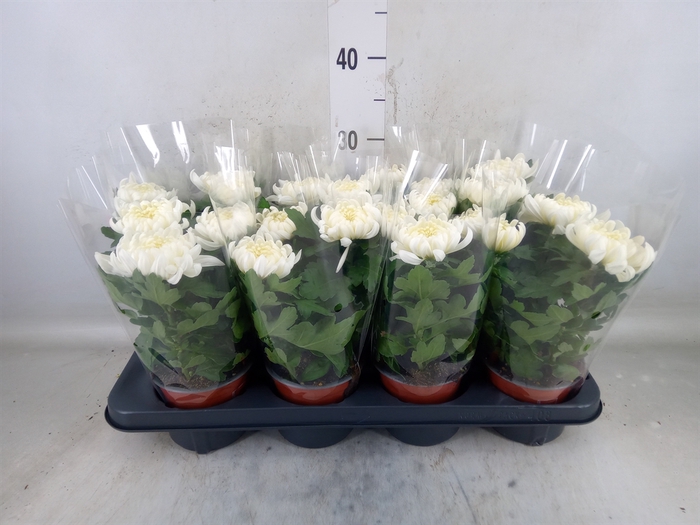<h4>Chrysanthemum  'Cosmo White'</h4>