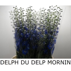 DELPH DU DELP MORNIN