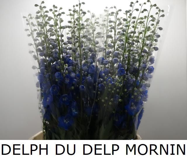 <h4>DELPH DU DELP MORNIN</h4>