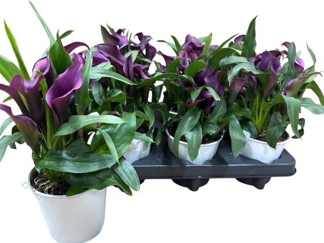 <h4>ARR ZANTEDESCHIA</h4>