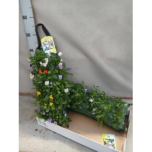 VIOLA CORNUTA WALLHANGER