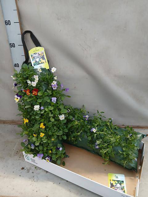 <h4>VIOLA CORNUTA WALLHANGER</h4>