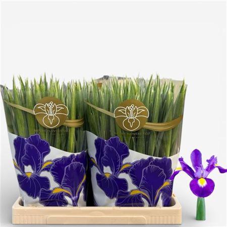 <h4>Iris Blue Magic</h4>