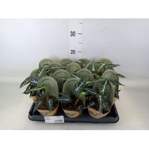 Alocasia   ...