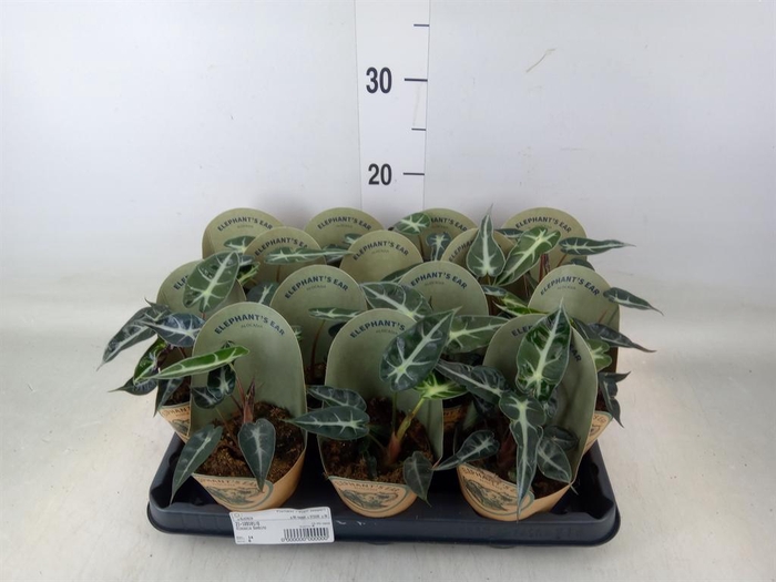 <h4>Alocasia ...</h4>