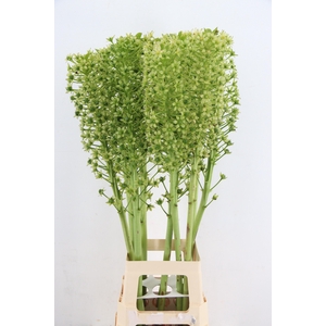 EUCOMIS P-E GOLIATH