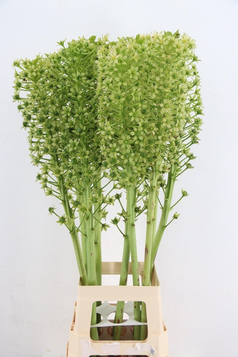 <h4>EUCOMIS P-E GOLIATH</h4>