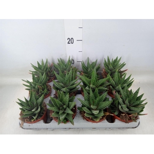 xGasterhaworthia  'Royal Highness'