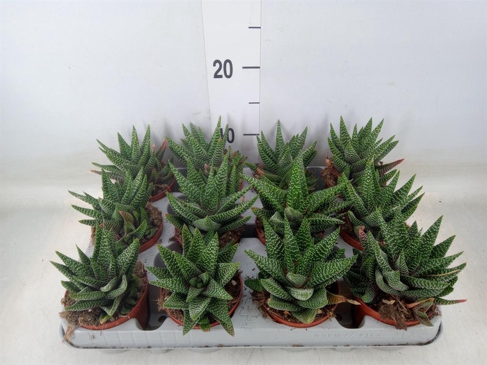 <h4>xGasterhaworthia  'Royal Highness'</h4>