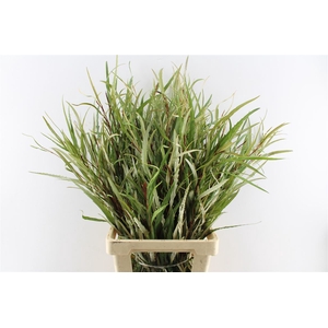 Grevillea Naturel 200 Gram