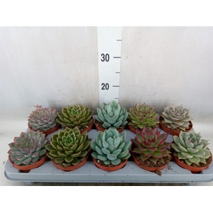 Echeveria   ...mix