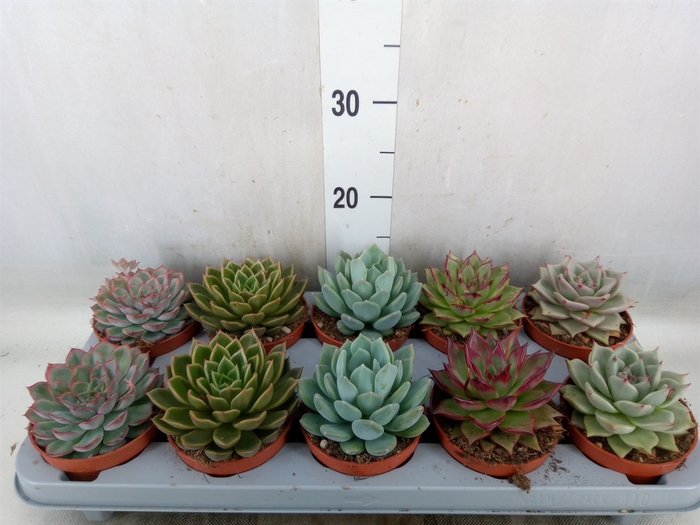 <h4>Echeveria   ...mix</h4>