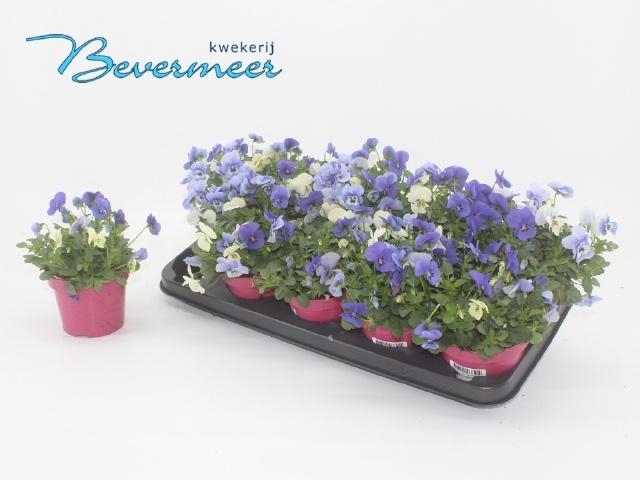 <h4>VIO CO EM MM ATHENE</h4>