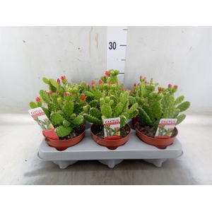 Opuntia