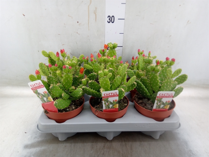 <h4>Opuntia</h4>