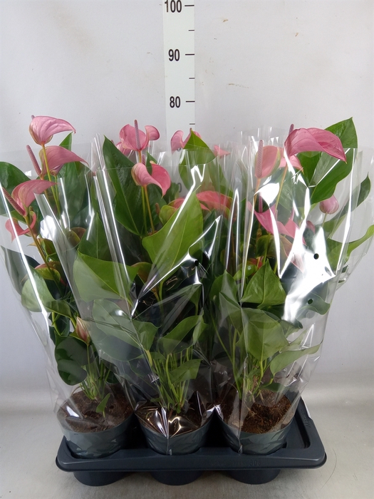 <h4>Anthurium andr. 'Joli'</h4>