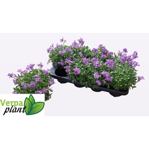 AUBR BRESSINGHAM RED