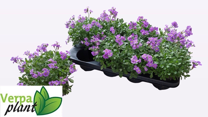 <h4>AUBR BRESSINGHAM RED</h4>