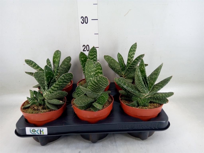 <h4>Gasteria  'Amour'</h4>